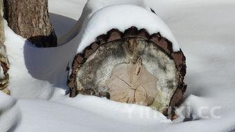 冰皮月饼的制作方法步骤,冰皮月饼的制作流程