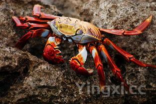 十二两白酒的酒量,到底处于什么水平?能喝到啥程度?