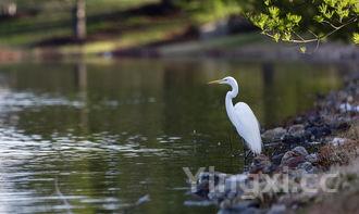 可乐鸡翅的做法教程,可乐鸡翅的做法教程作文