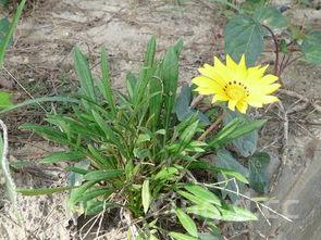 菜花怎样做好吃,紫色菜花怎么做好吃