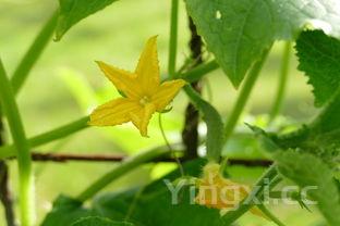 油炸串串香的做法及配方，油炸串串教程