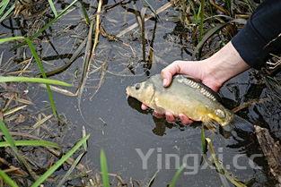 学做酸菜鱼的视频全过程,学做酸菜鱼