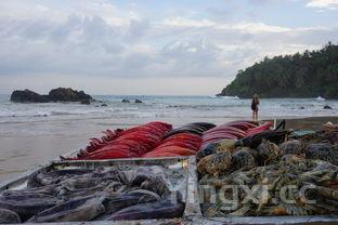 汤圆馅的做法,汤圆馅的做法大全
