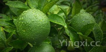 铁板烧食材与图片名称,铁板烧食材清单大全