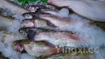 塘鲺鱼为什么不能吃,塘鲺鱼蛋为什么不能吃