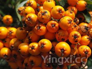 外婆屯卤肉饭加盟官网,外婆屯卤肉饭加盟电话