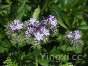 蒲公英的作用与功效,蒲公英的作用与功效有哪些