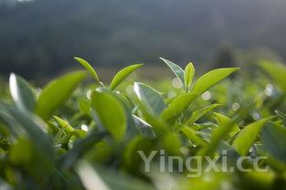 100种野菜,100种野菜名