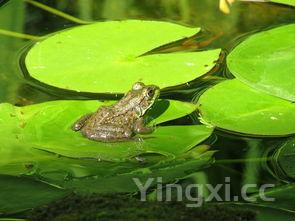 特色私房菜菜谱大全，特色菜品私房菜