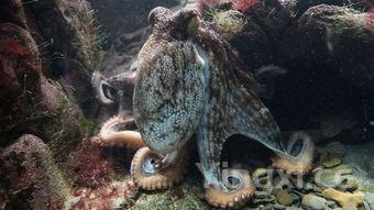 喝高度白酒是啥感觉?辛辣刺激上头,还是另有别样体验?