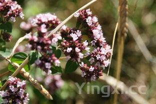 喝高度白酒是啥感觉?辛辣刺激上头,还是另有别样体验?