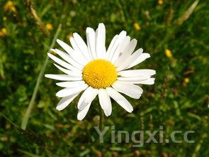 蒲公英的作用与功效,蒲公英的作用与功效有哪些