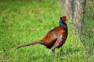 正宗可乐鸡翅做法，看一下可乐鸡翅的做法
