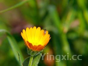 鲜香滑嫩金针菇鸡煲温暖滋补每一口