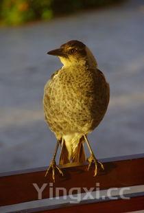 鸡蛋汤的热量,鸡蛋汤
