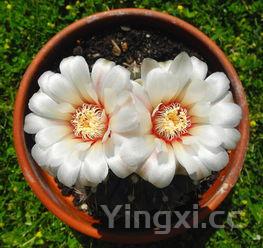 豆瓣酱,豆瓣酱过期了还能吃吗