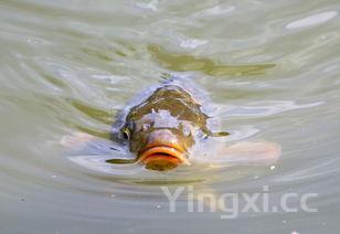 家常鲤鱼的做法大全，清炖鲤鱼做法