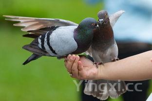 凉面是凉性食物吗,凉面属于碱性还是酸性