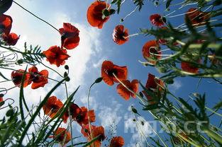 老式蛋糕的做法懒人蛋糕,老式蛋糕的做法