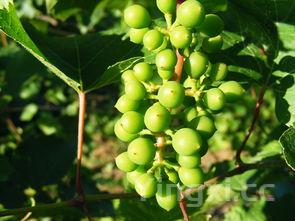 猕猴桃的功效与作用吃法,猕猴桃的功效与作用价值