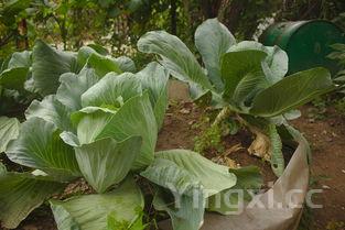 圆白菜炒饼丝的家常做法,素炒圆白菜最好吃的做法