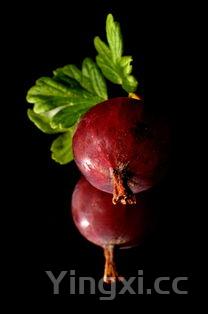 西红柿牛腩,西红柿牛腩炖多久