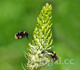 生吃紫甘蓝的功效与作用,紫甘蓝的功效与作用