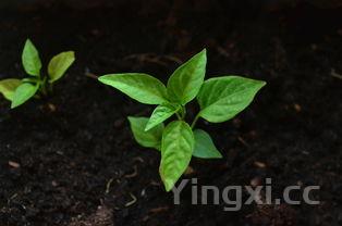 在家怎么生绿豆芽,需要避光吗,每天换几次水?,自己在家怎么生绿豆芽