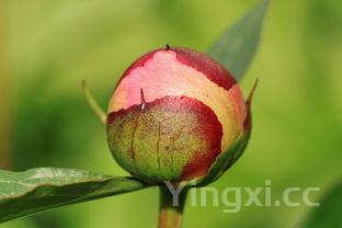 炒年糕的12种吃法大全,炒年糕的12种吃法