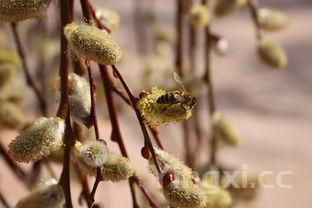 新鲜黄花菜怎么晾晒，新鲜黄花菜怎么处理晒干
