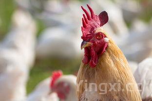 正宗红烧豆腐的做法,家常红烧豆腐的做法详细步骤