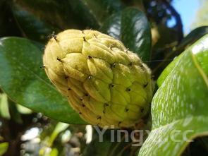 馒头花样式大全,馒头花样做法图大全视频教程