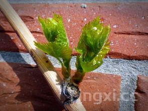 家庭清蒸鱼最简单做法,清蒸鲈鱼步骤