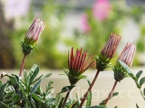 爆炒花甲的做法步骤,爆炒花甲菜谱