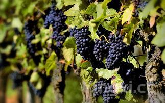 哈根达斯冰淇淋官网,哈根达斯冰淇淋官网网址