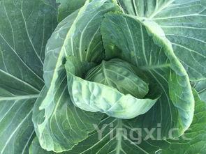 圆白菜炒饼丝的家常做法,素炒圆白菜最好吃的做法