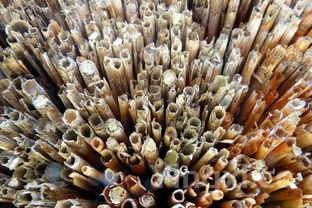 正宗咖喱鸡块,正宗咖喱鸡块怎么做