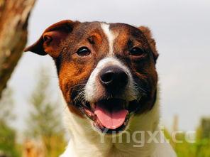 老北京炸酱面炸酱的做法,老北京炸酱面