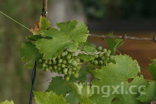 花雕兑高度白酒,这般搭配究竟好不好喝?