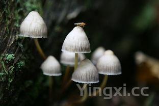 花生闷猪手,花生焖猪手的家常做法