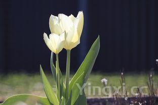 白萝卜的功效与作用及营养价值,白萝卜的功效与作用,禁忌和食用方法