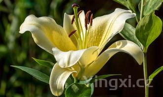 黄花菜做法大全,猪脚烧黄花菜的做法大全