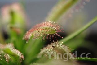 炒粉丝的做法步骤,炒粉丝的做法