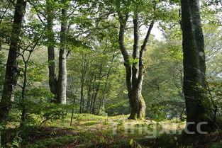 清炖牛腩最正宗炖法，清炖牛腩放什么调料