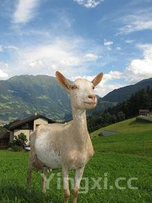 sandwich的复数形式,sandwich