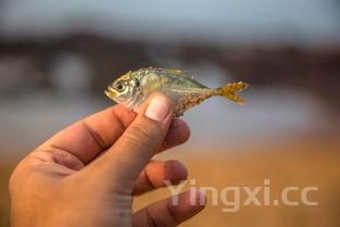 猪蹄怎么炖汤好喝视频，猪蹄怎么炖汤好喝