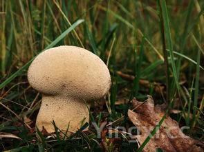 粉皮蘑菇炖鸡的做法,蘑菇炖鸡的做法