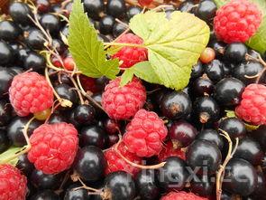 红薯是甲状腺结节的发物,为何红薯叶尽量少吃或不吃