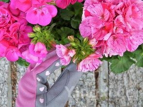 吃花菜有4大禁忌,吃花菜禁忌人群