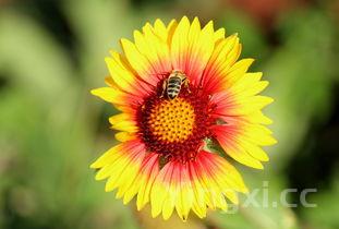 手术病人的乌鱼汤做法,术后病人乌鱼汤做法